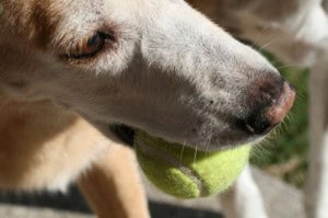Lexi up close - with her ball!
