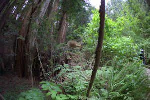 Muir-Woods-National-Forest-2