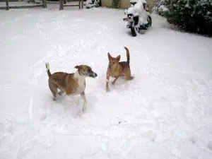 Playing-n-the-snow