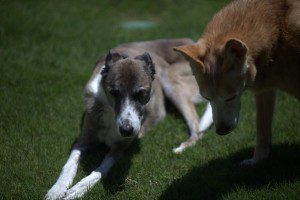 Sandy-and-Lexi-in-the-sun