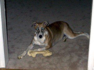 Sandy-and-her-bone
