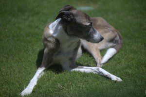 Sandy-in-the-grass