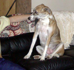 Sandy-on-Sofa