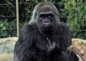 Gorilla with an Attitude