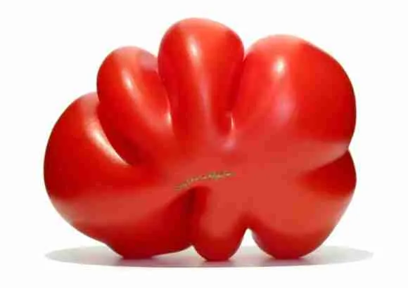 Large red tomato with unique shape for healthy eating and gardening tips.