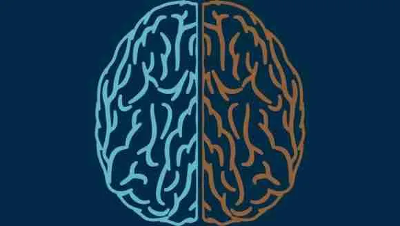 Intricate brain illustration divided into two colors, symbolizing mental clarity and cognitive health.
