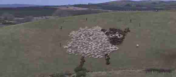 Extreme Sheep Herding!  What?  Yeah, You Herd Me!