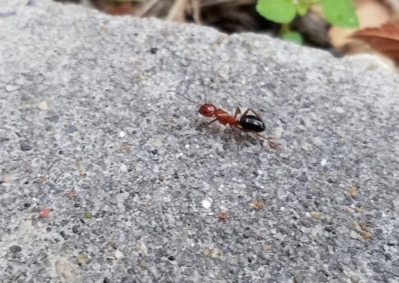 On the Nature of Ants and Man