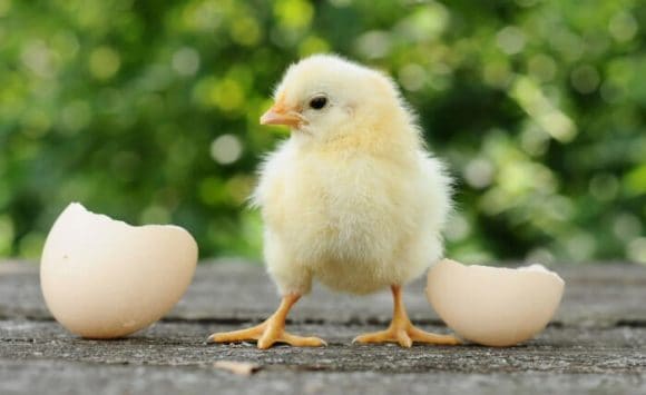 How to Hatch a Chicken OUTSIDE of the Shell!