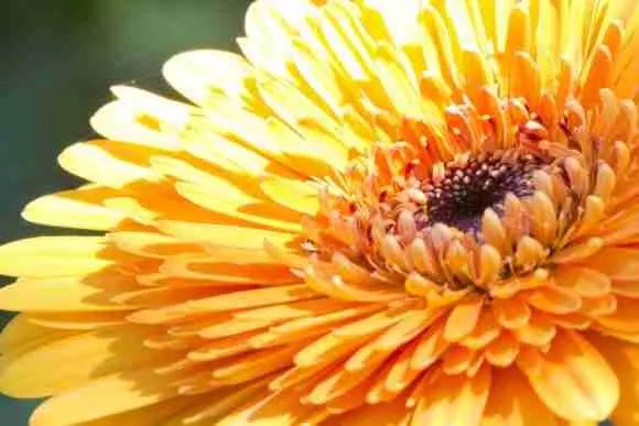 Bright orange gerbera daisy with detailed petals and dark center.